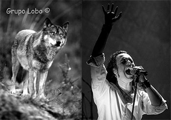 Bandas portuguesas ajudam lobo-ibérico