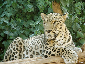 Leopardo-da-Pérsia