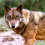Espanha irá proibir a caça ao lobo-ibérico em todo o território