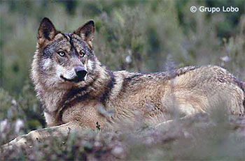Lobo-ibérico - Grupo Lobo