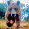 Urso-europeu - Ursus arctos arctos