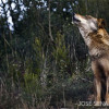 Lobo-ibérico - Canis lupus
