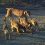 População de lince-ibérico no Vale do Guadiana tem dez novas crias