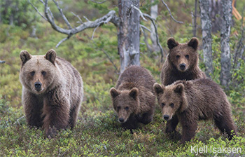 Urso-pardo - Ursus arctus - Kjell Isaksen