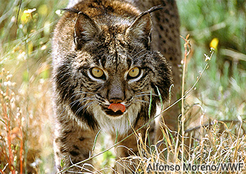 Lince-ibérico - Lynx pardinus - Alfonso Moreno - WWF
