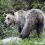 Urso-pardo já “roubou” mais de 50 quilos de mel em Montesinho