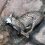 Quatro linces-ibéricos mortos “às mãos de caçadores” desde o início do ano em Castilla-La Mancha