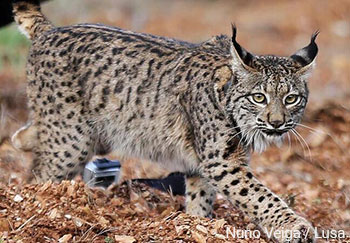 Lince-ibérico - Lynx pardinus - Lusa